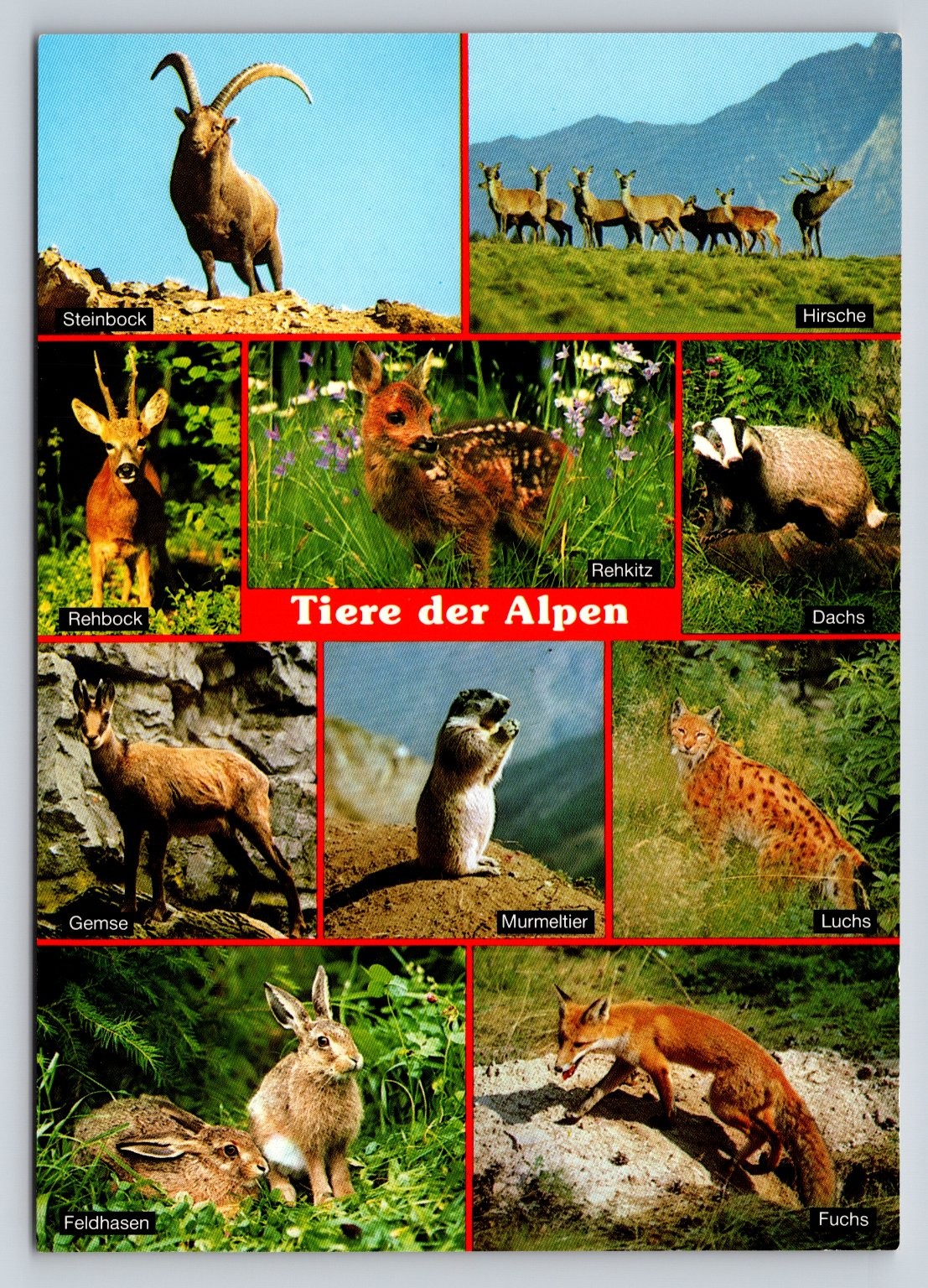 Vintage Tiere der Alpen Photochrome Postcard – Alpine Wildlife Set
