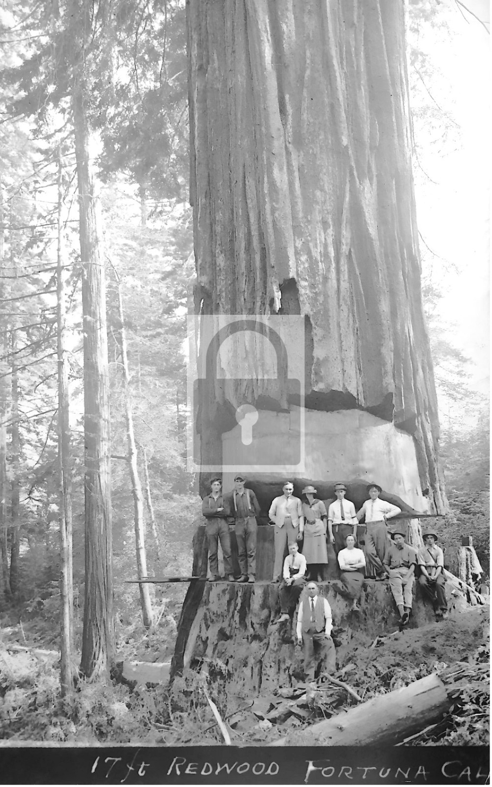 Giant Redwood Tree Fortuna California CA – Reprint