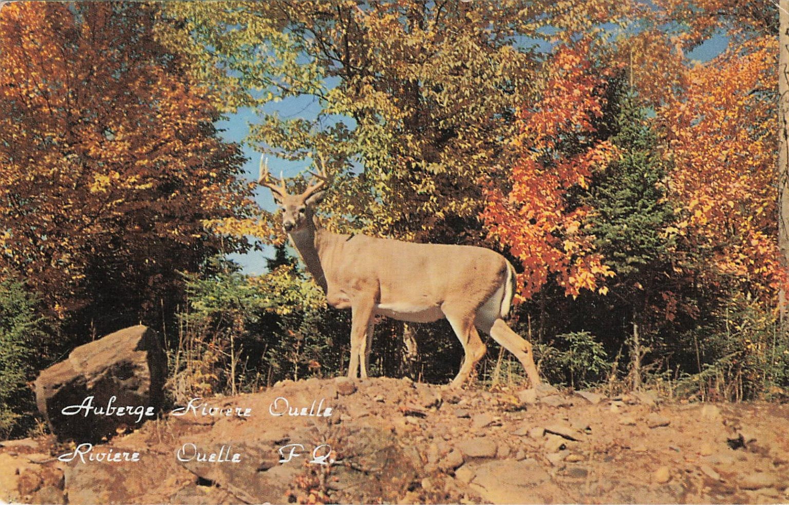 Vintage 1953 Quebec Rivière-Ouelle Deer Autumn Plastichrome Postcard