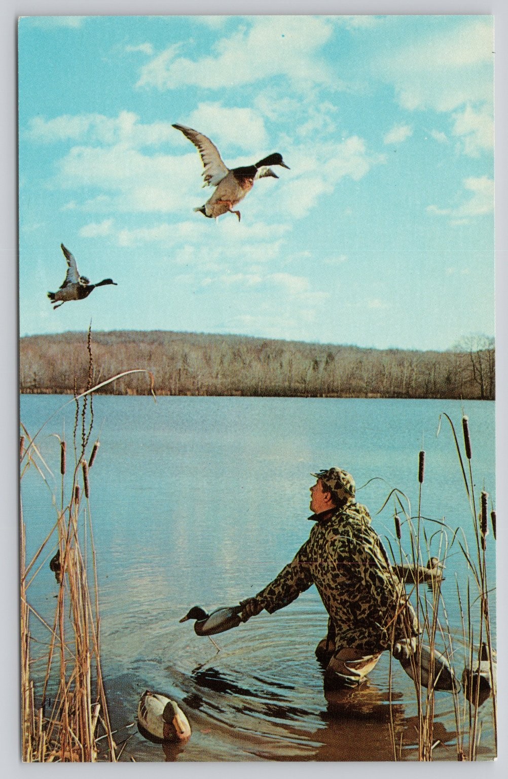Vintage Ozzie Sweet Duck Hunter Postcard – “Caught With His Hands Full”
