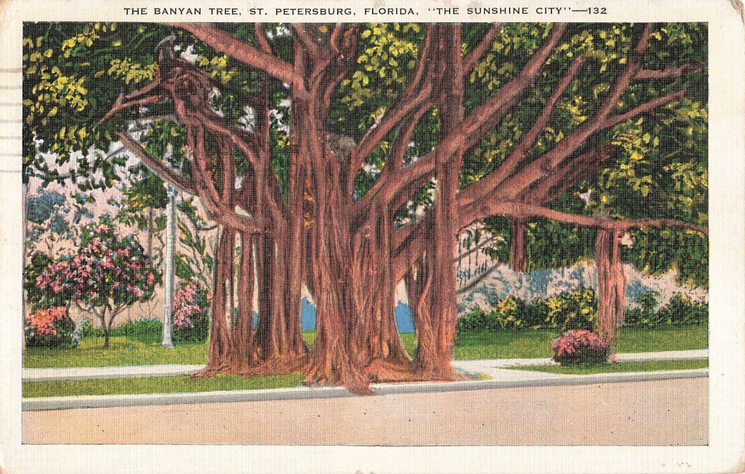1935 Banyan Tree St. Petersburg Florida Postcard “Sunshine City” Posted