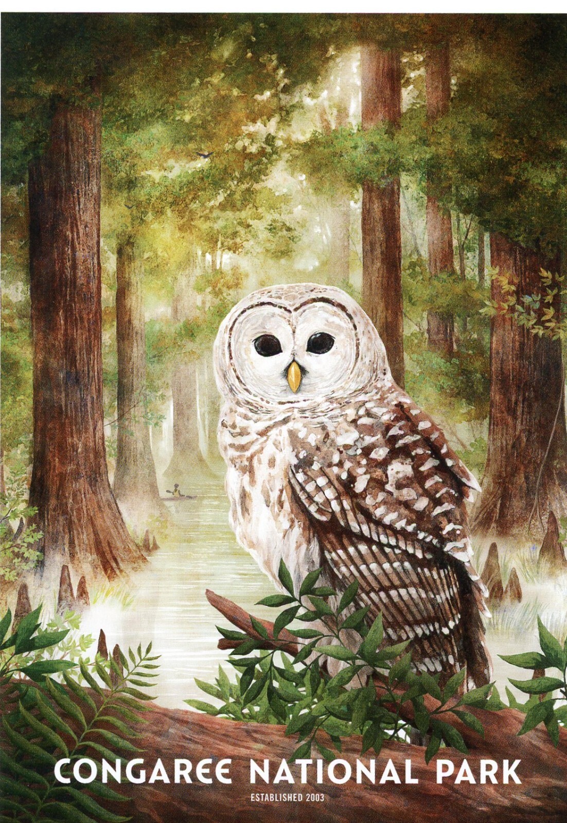 Congaree National Park, South Carolina –POSTCARD