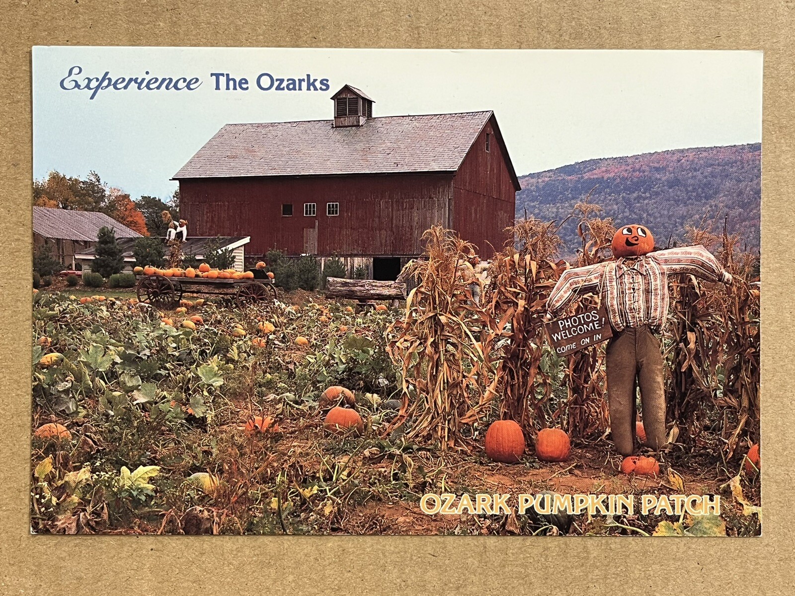 Postcard Missouri Ozark Pumpkin Patch Farm Scarecrow Halloween Vintage PC
