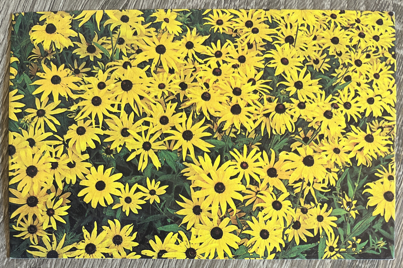 Vintage 1970s Chrome Postcard Black-Eyed Susan Maryland State Flower Unposted