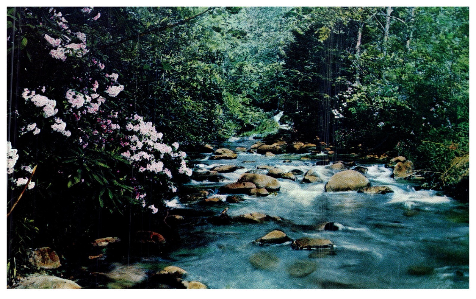Great Smoky Mountains National Park TN Laurel Creek Vintage Chrome Postcard