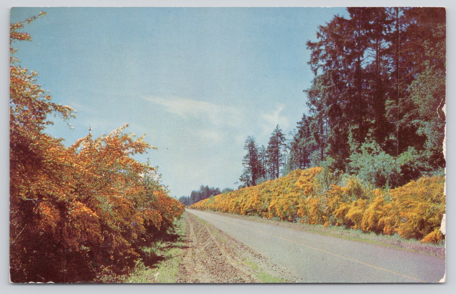 Scotch Broom Growing in the Pacific Northwest Astoria Oregon 1951 Postcard