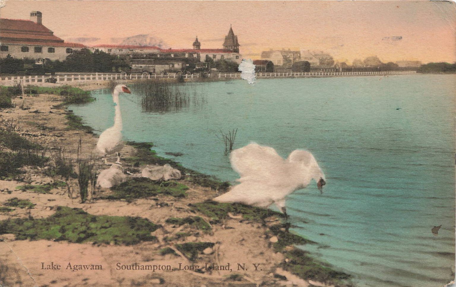 Lake Agawam Southampton NY 1930 Swans Hand-Colored Albertype Postcard