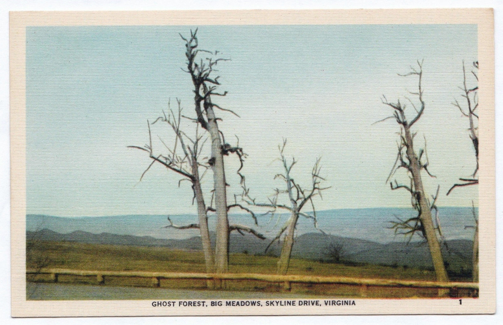 1930-1945 Skyline Drive VA Postcard Ghost Forest Big Meadows Shenandoah Linen