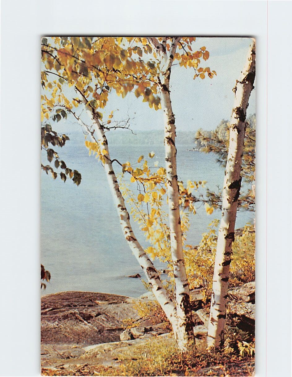 Postcard White Birches Nature Scene