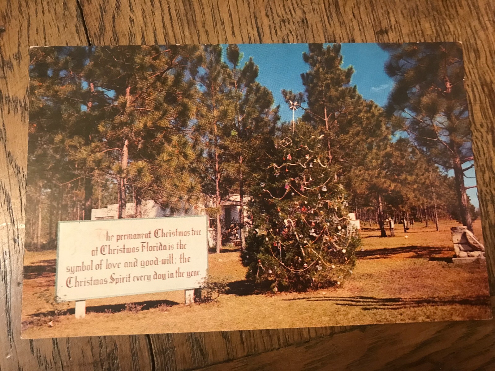 The Permanent Christmas Tree in Christmas Florida Postcard
