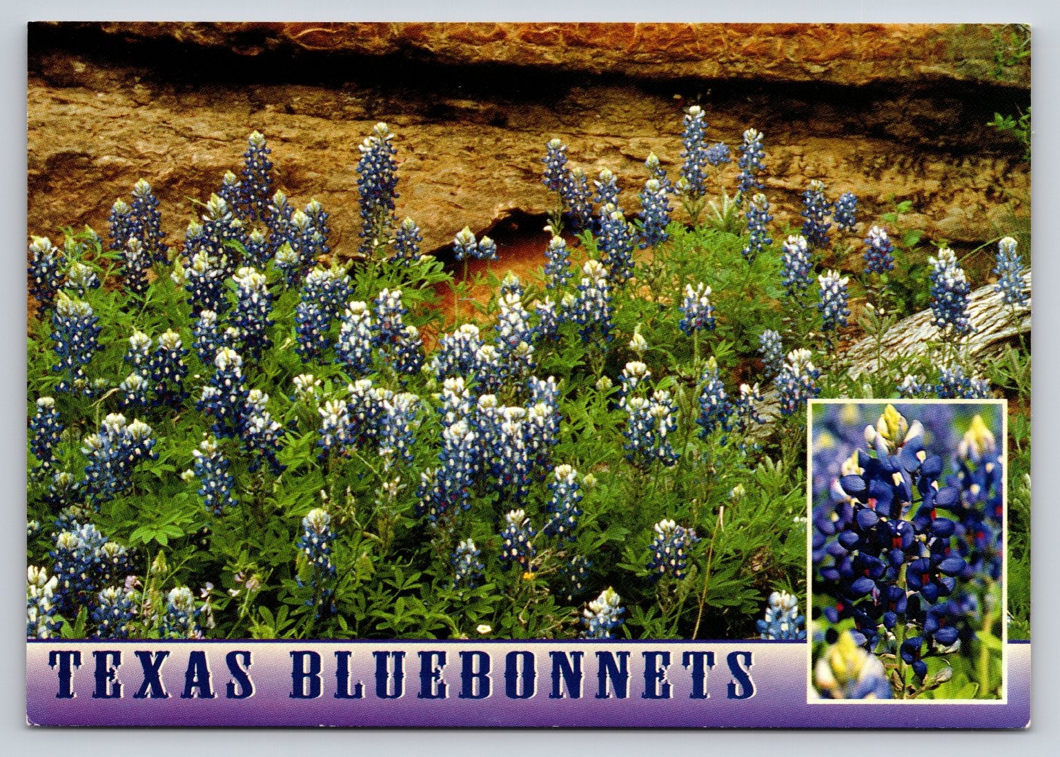 Texas Bluebonnets Wildflowers Postcard John Hinde Curteich Inc.