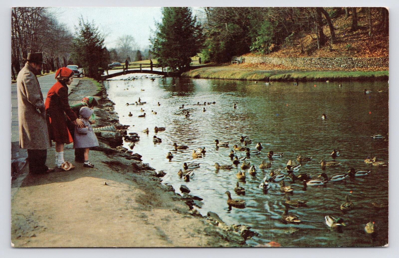 Forest Park Porter Lake Ducks Springfield Massachusetts MA c1950s Postcard