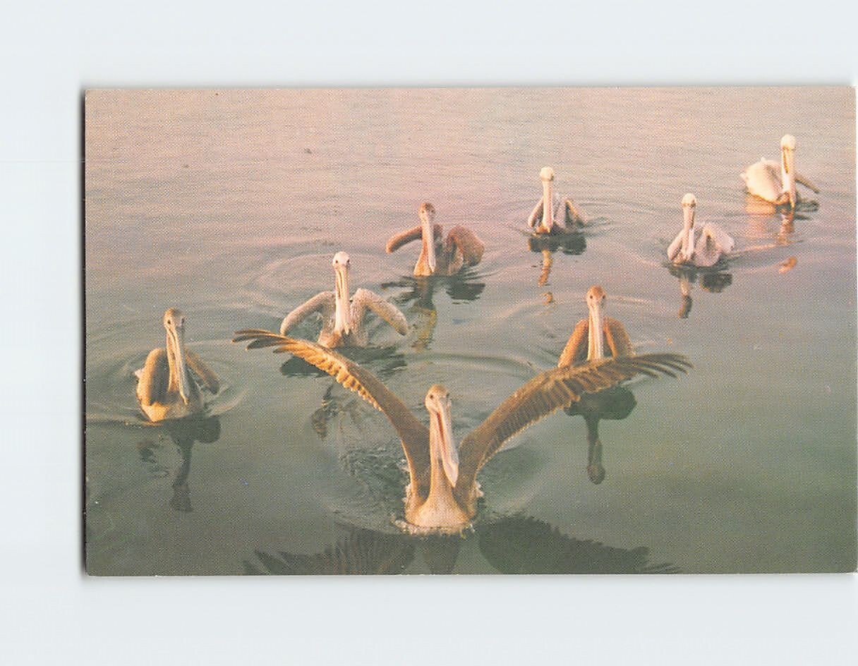 Postcard Pelican Birds on the Sea