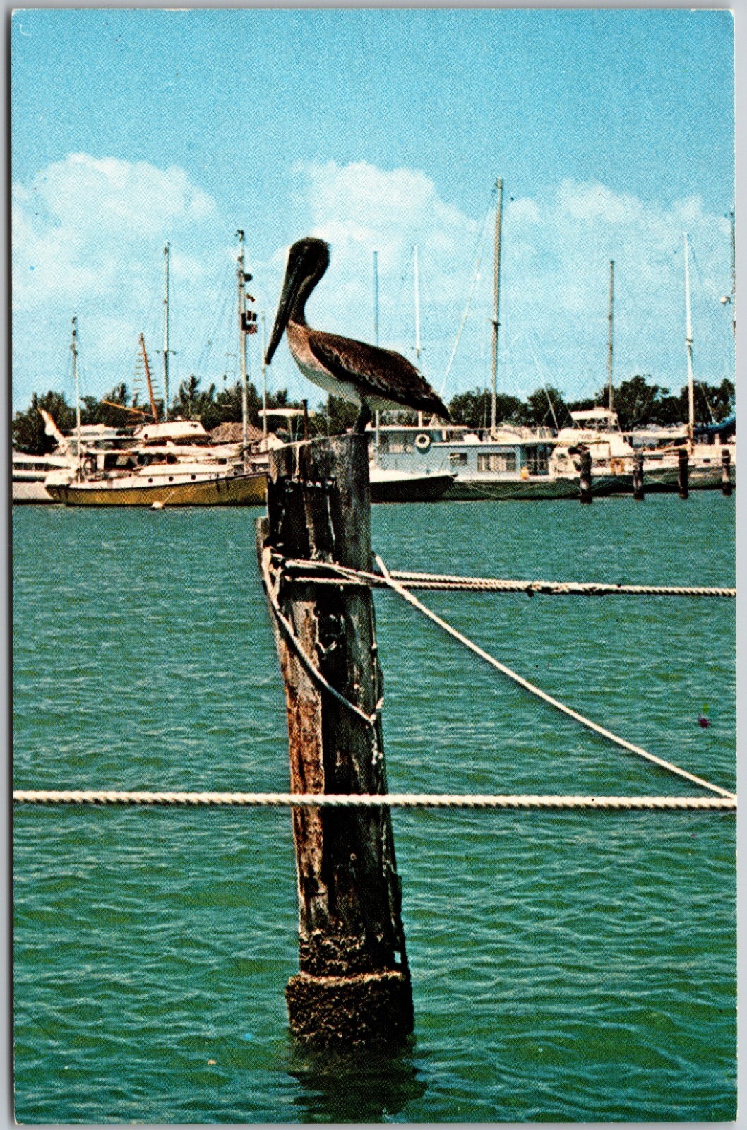 Pelican on Pier in Florida – Postcard PC6172
