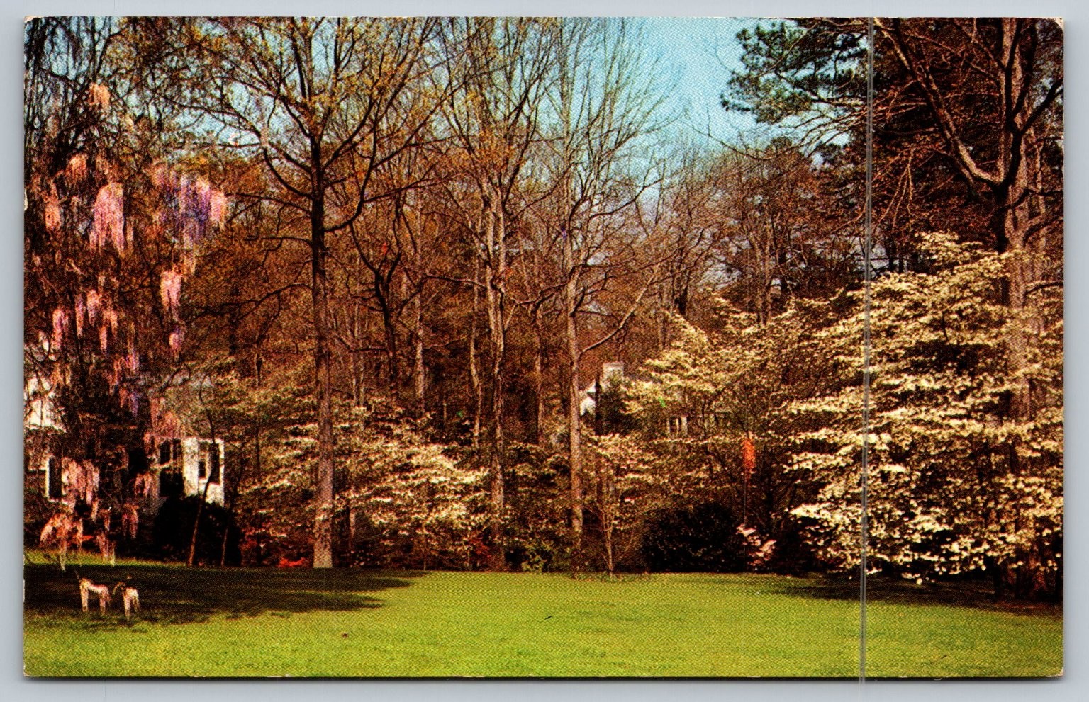 Vintage 1958 Dogwood Trees Atlanta GA Color Postcard by Ruth