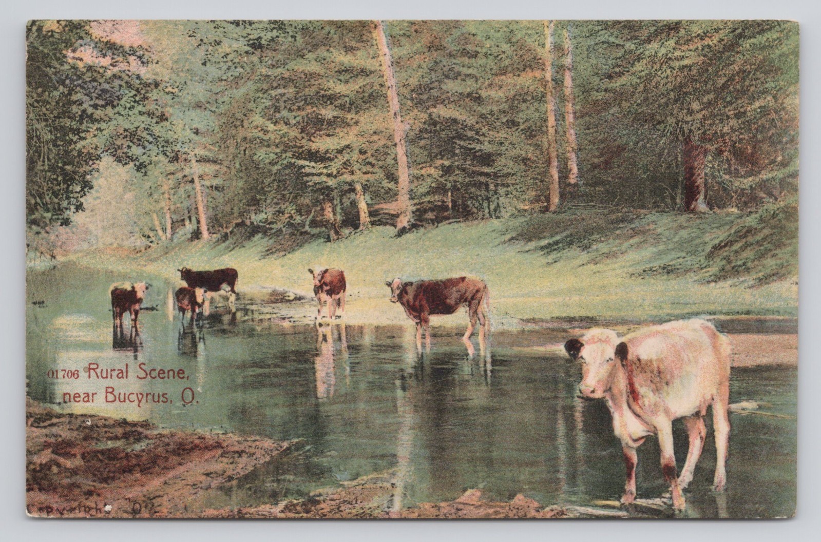 Rural Scene Cows Cattle at River Near Bucyrus Ohio c1909 Postcard CREASED