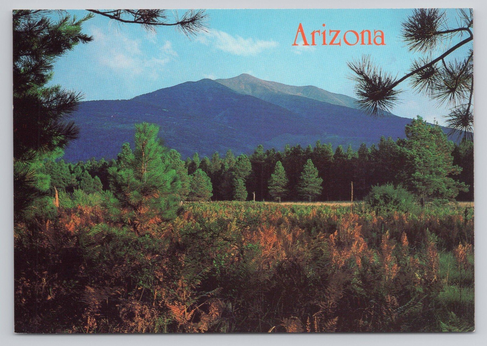 Summer Near The San Francisco Peaks Arizona Mitch Adams Postcard
