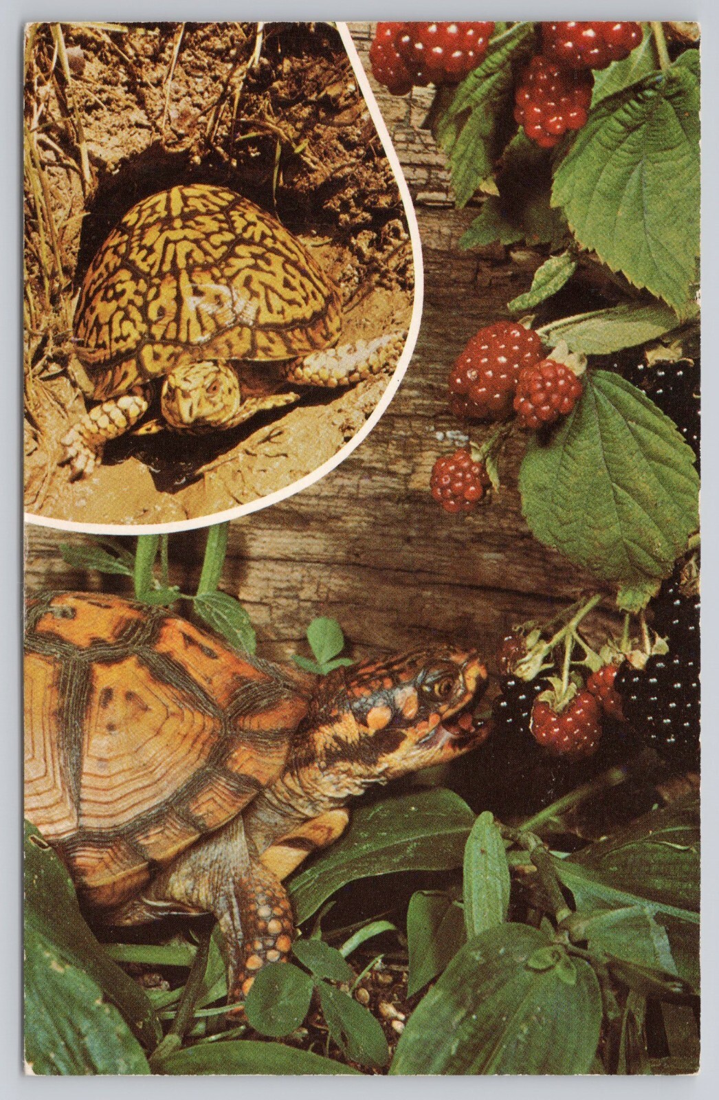 Postcard Box Turtles Feeding on Blackberries c1975