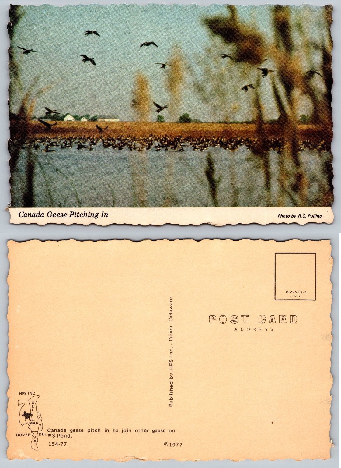 1977 Canada Geese Pitching In #3 Pond Dover Delaware Postcard R.C. Pulling