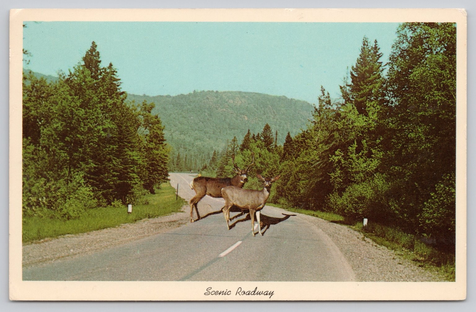 Vintage Scenic Roadway Postcard with Deer by Curt Teich Photochrome