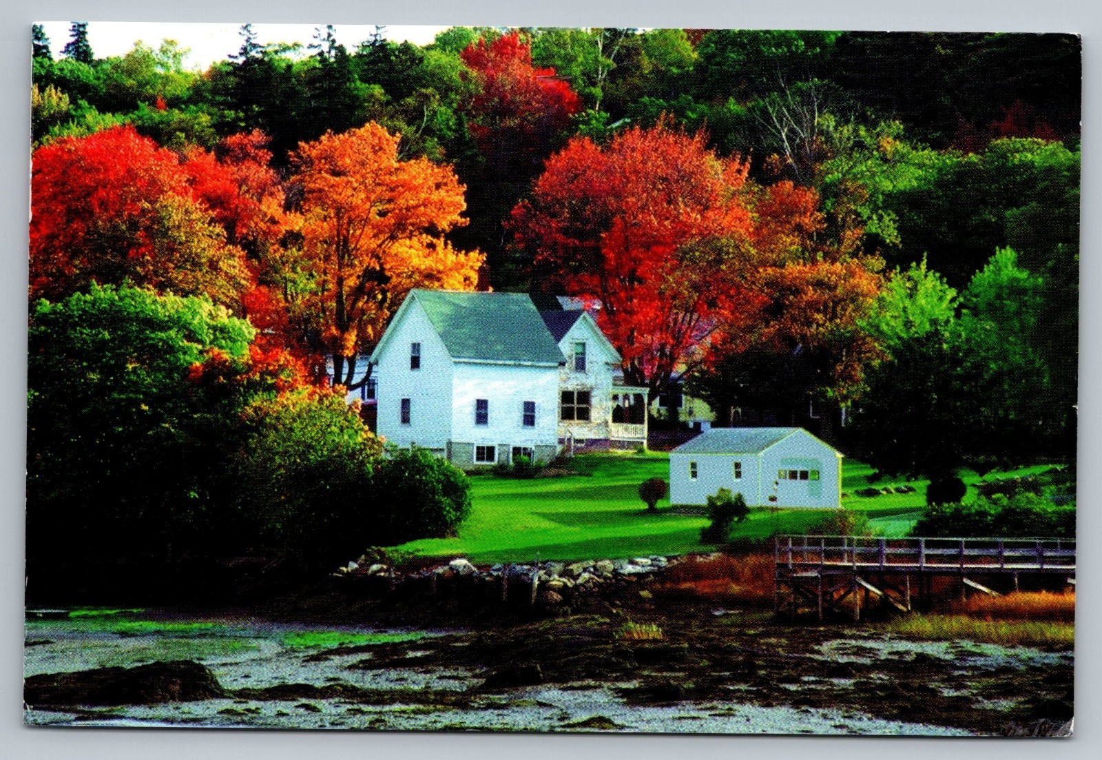 Fall Foilage Surrounding Old White Farm House Style Home SD Postcard