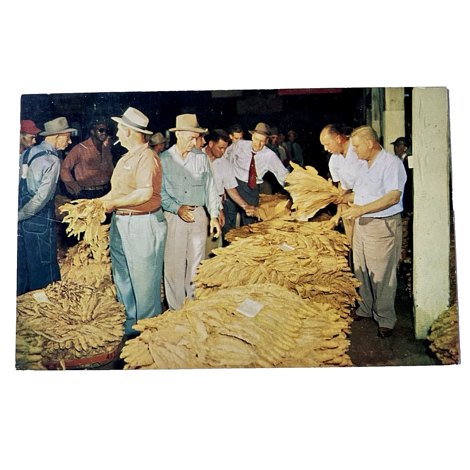 Postcard Tobacco Auction Buyers Sellers Maryland Virginia Carolinas Georgia