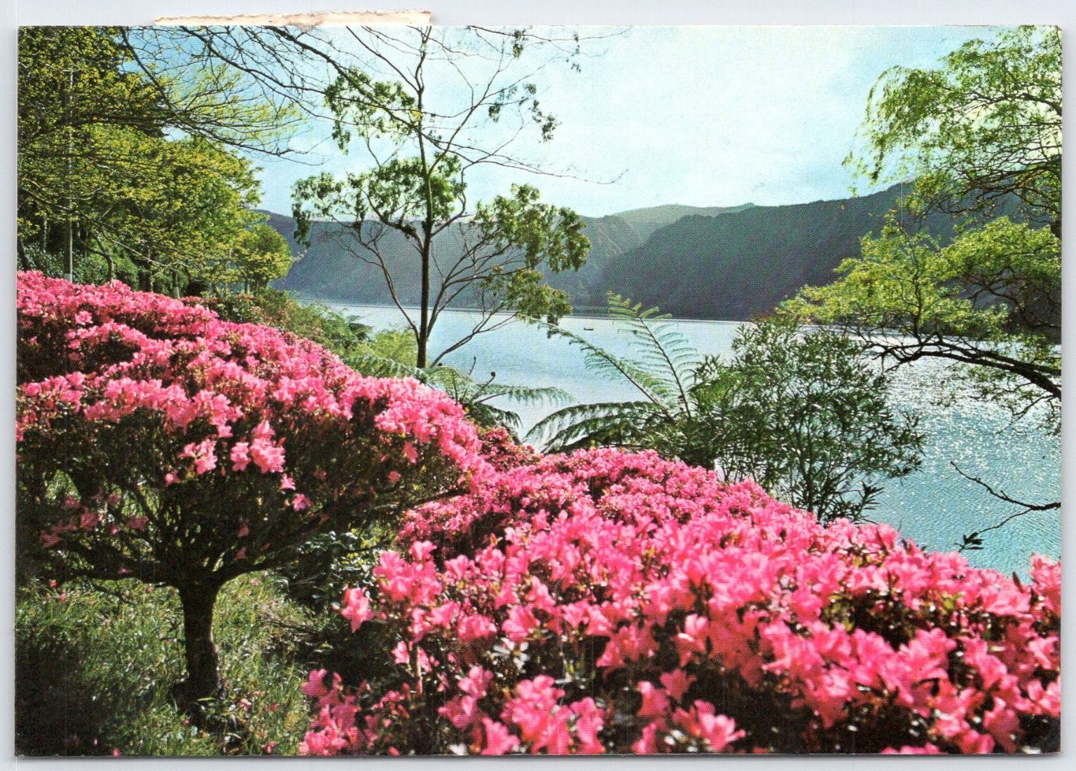Vintage Azores Postcard Lagoa das Furnas Pink Azaleas Portugal 1969