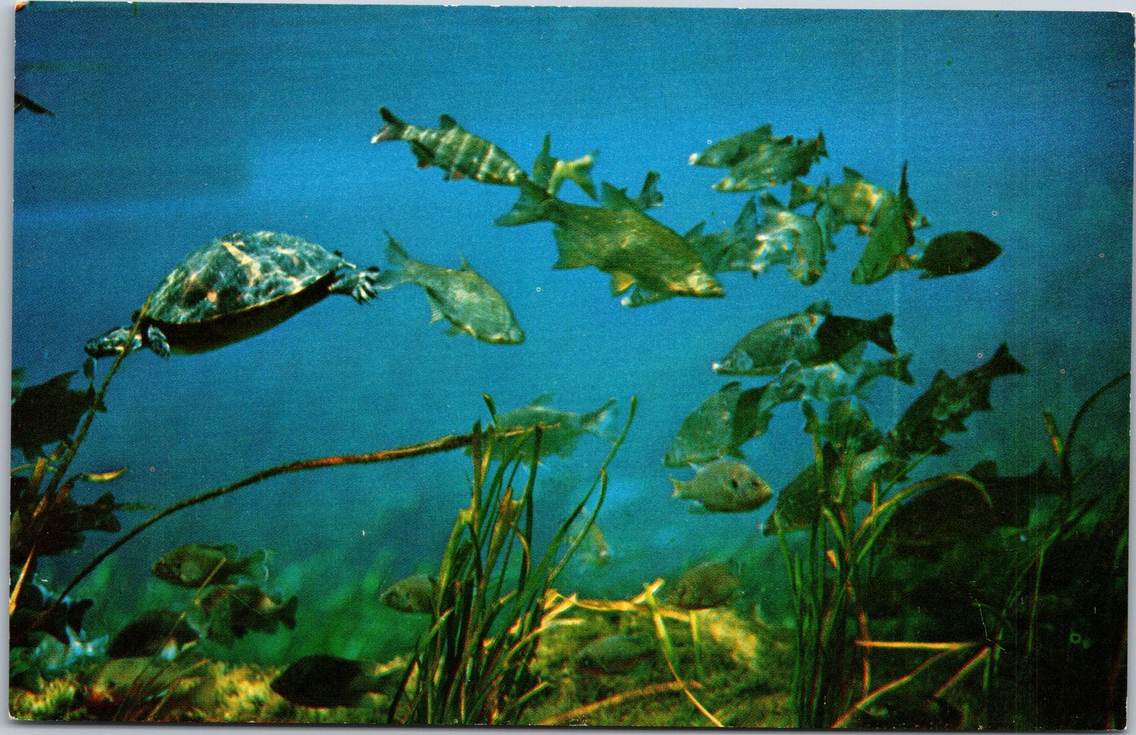 Koppel Color Cards Postcard Bruce Mozert Underwater Turtle Fish Florida FNC-3293