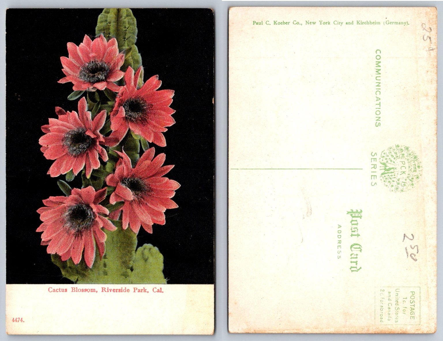 Vintage Cactus Blossom Postcard Riverside Park California Paul C. Koeber Co.