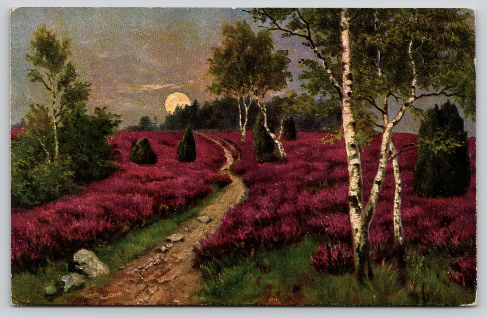 Luneburg Heath Lower Saxony Purple Heather Birch Trees Moon Postcard