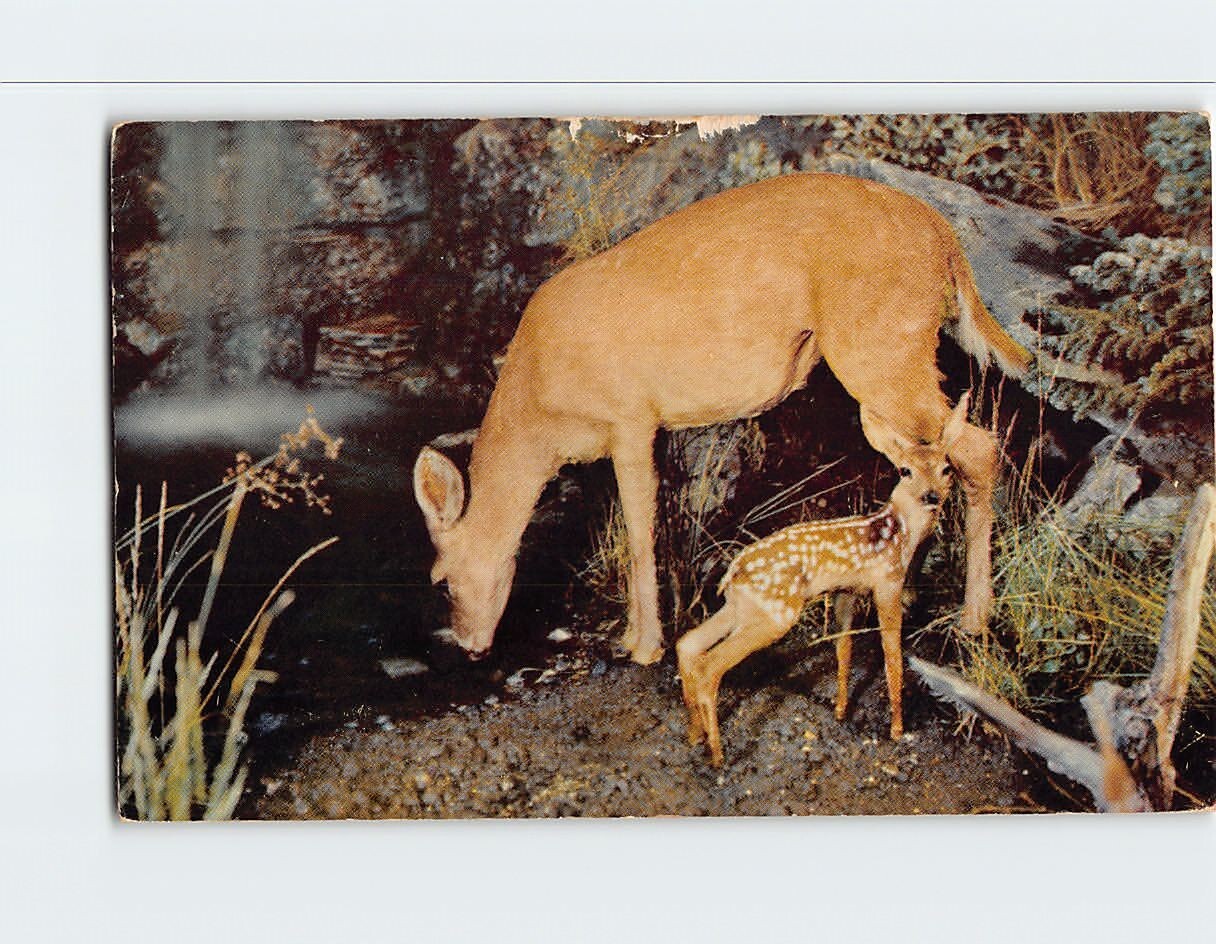 Postcard A Deer & Fawn