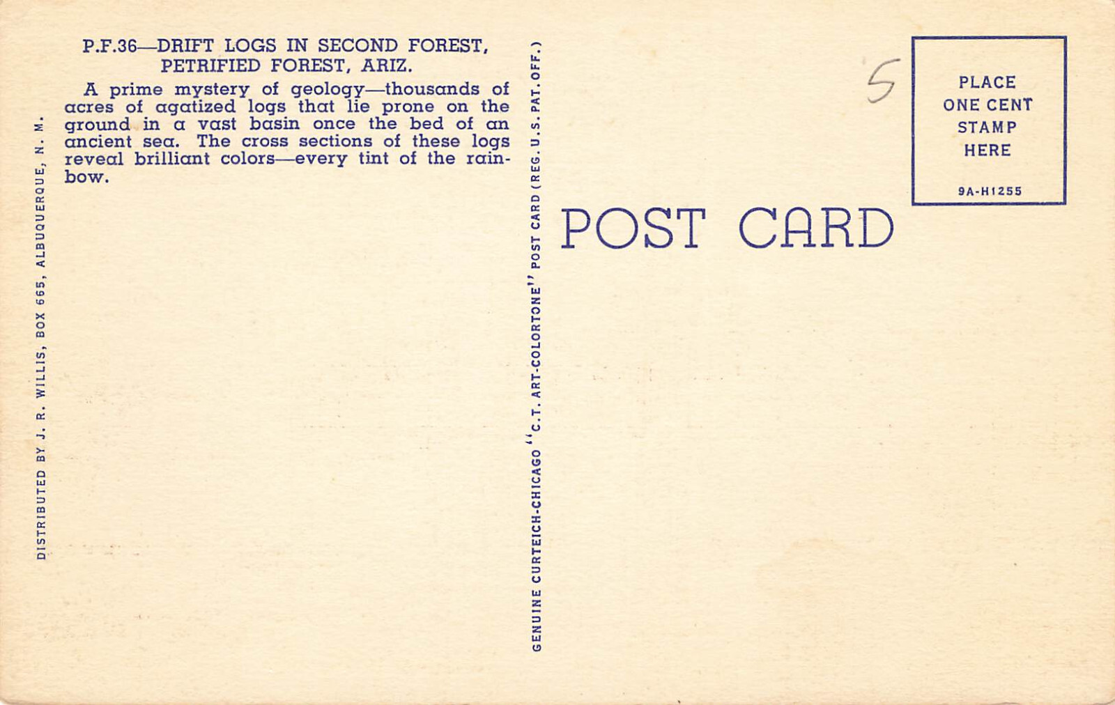 FALLEN LOG CROSS SECTION TREE IN DESERT POSTCARD PETRIFIED FOREST ARIZONA 1939