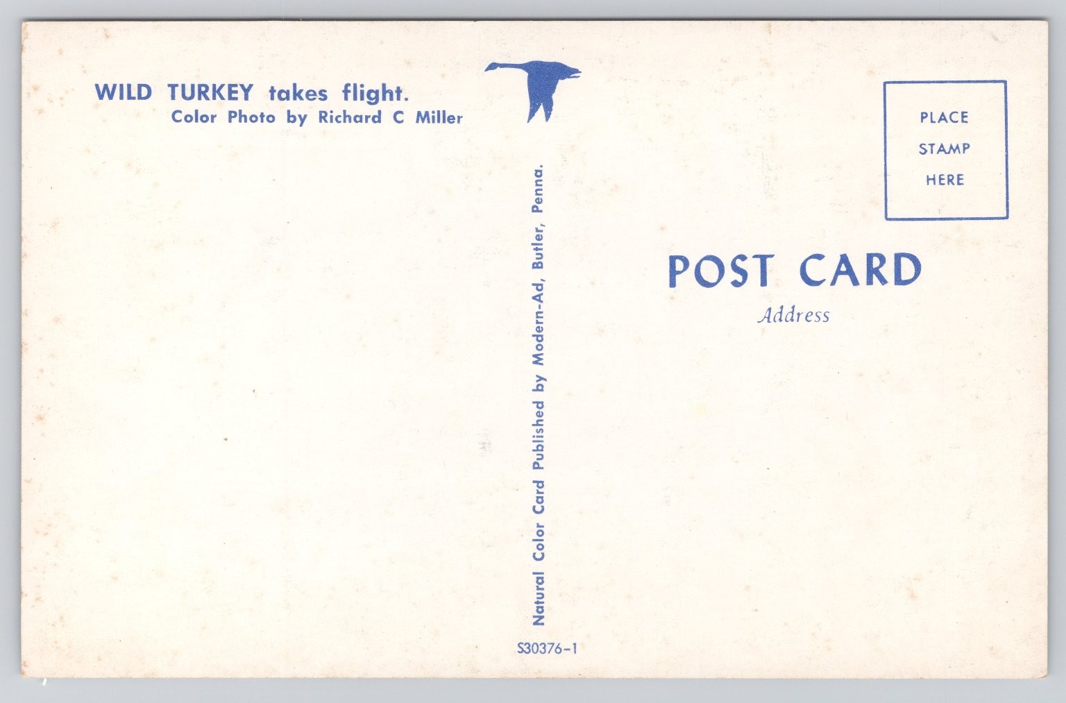Wild Turkey in Flight Natural Color Postcard by Richard C Miller Modern-Ad
