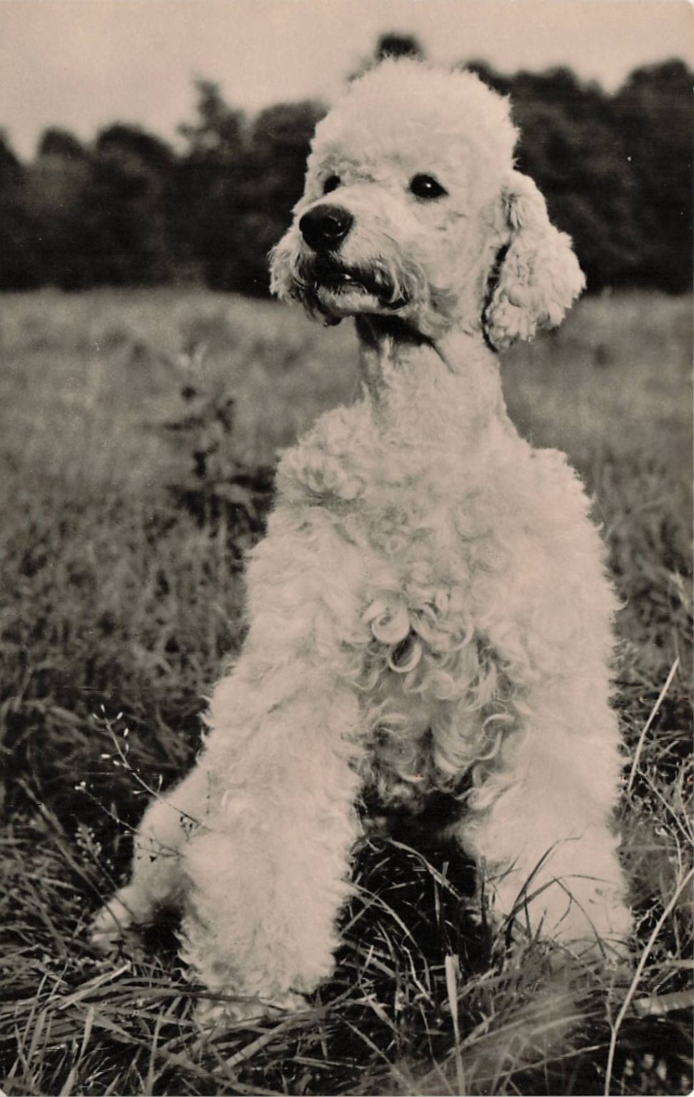 Vintage 1964 VEB Berlin Real Photo Postcard RPPC White Standard Poodle Dog