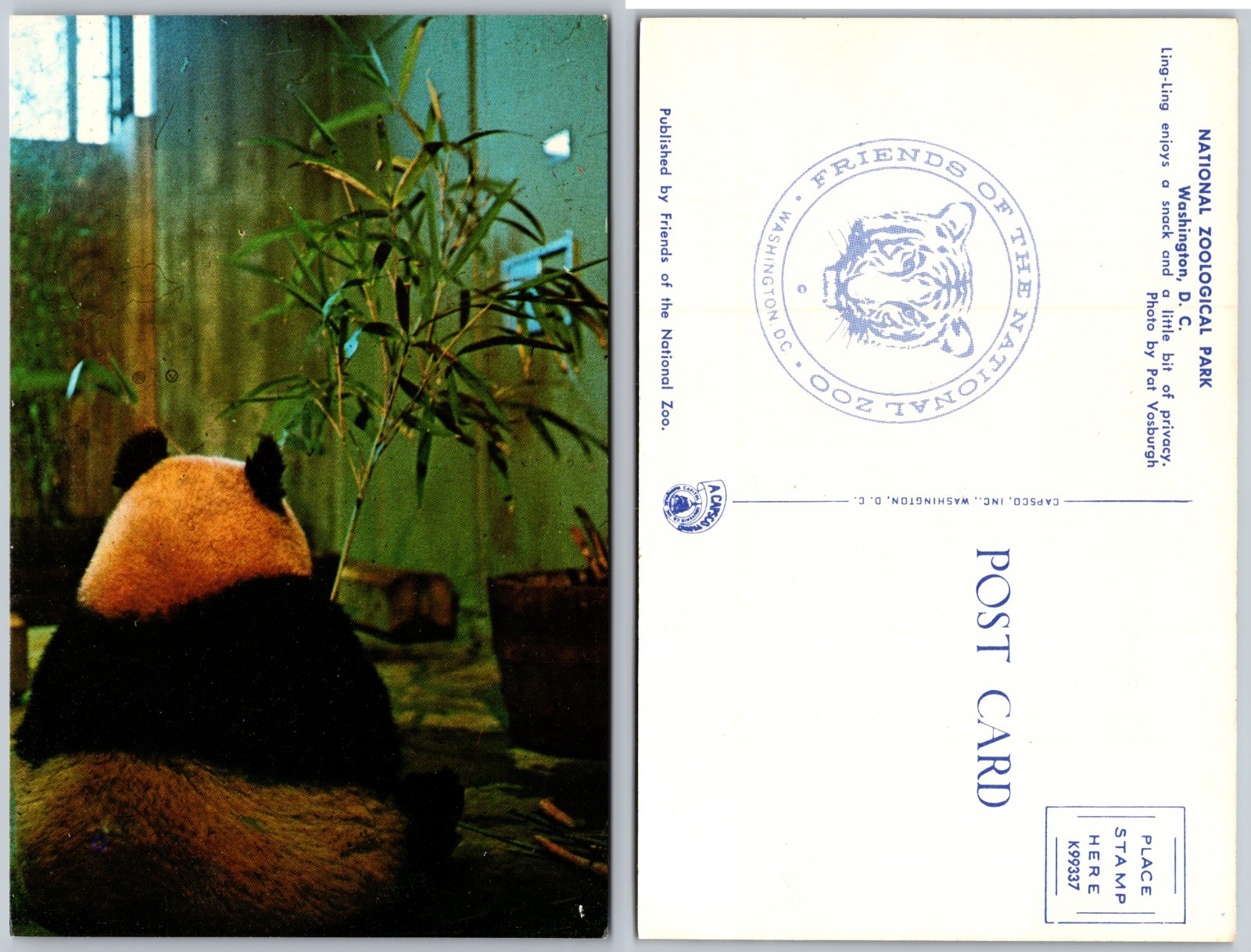 Panda Eating Bamboo National Zoological Park DC Postcard