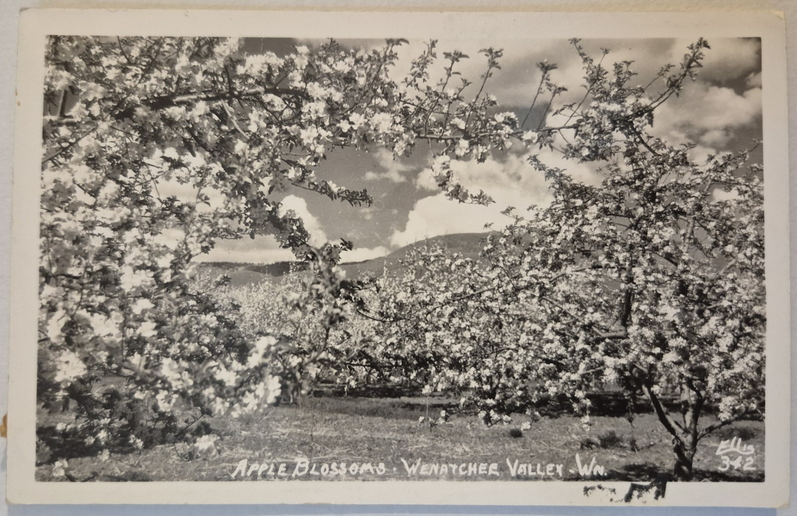 Vintage Postcard RPPC Apple Blossoms Wenatchee Valley WA Ellis Photo AA118