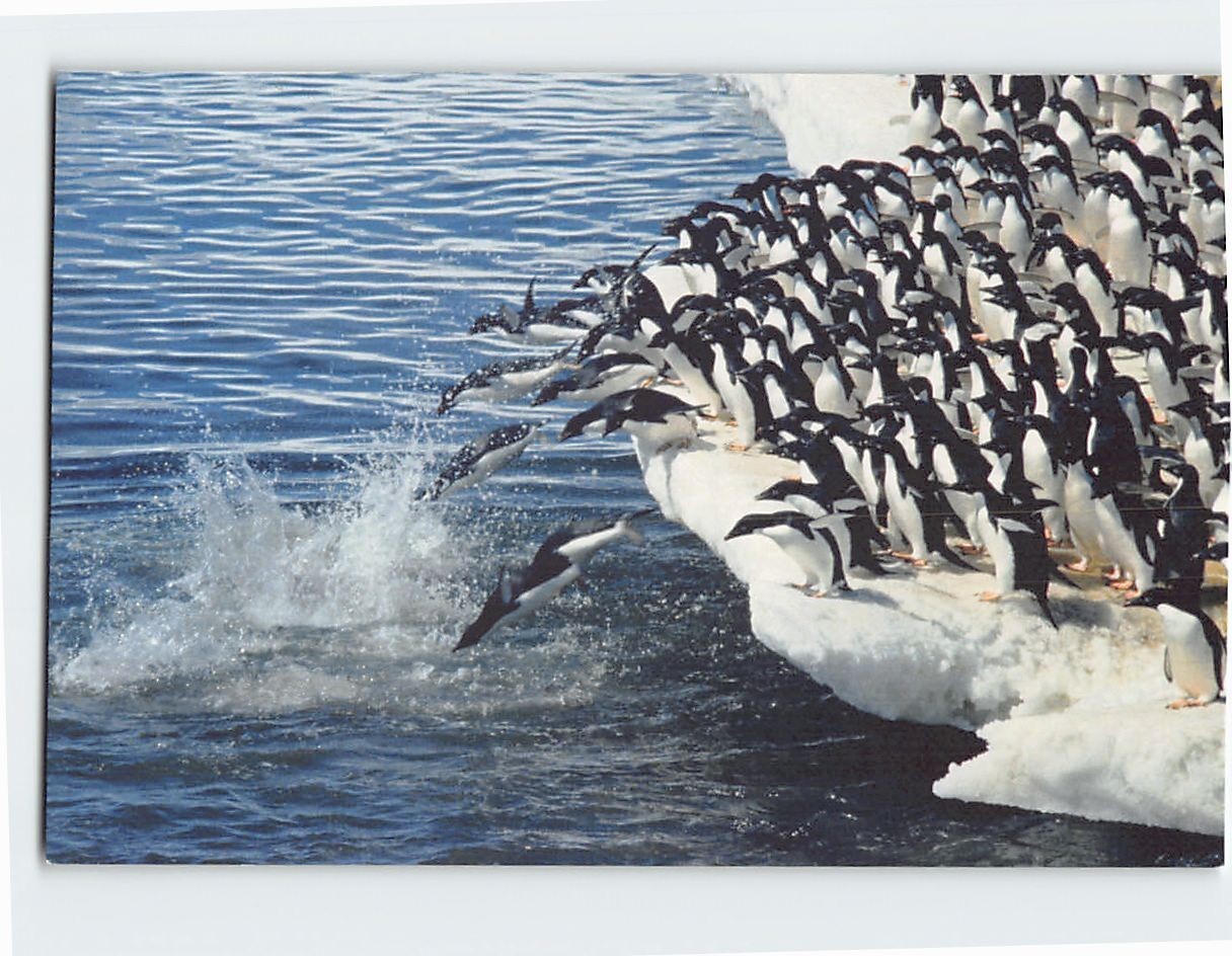 Postcard Penguins Diving Scenery