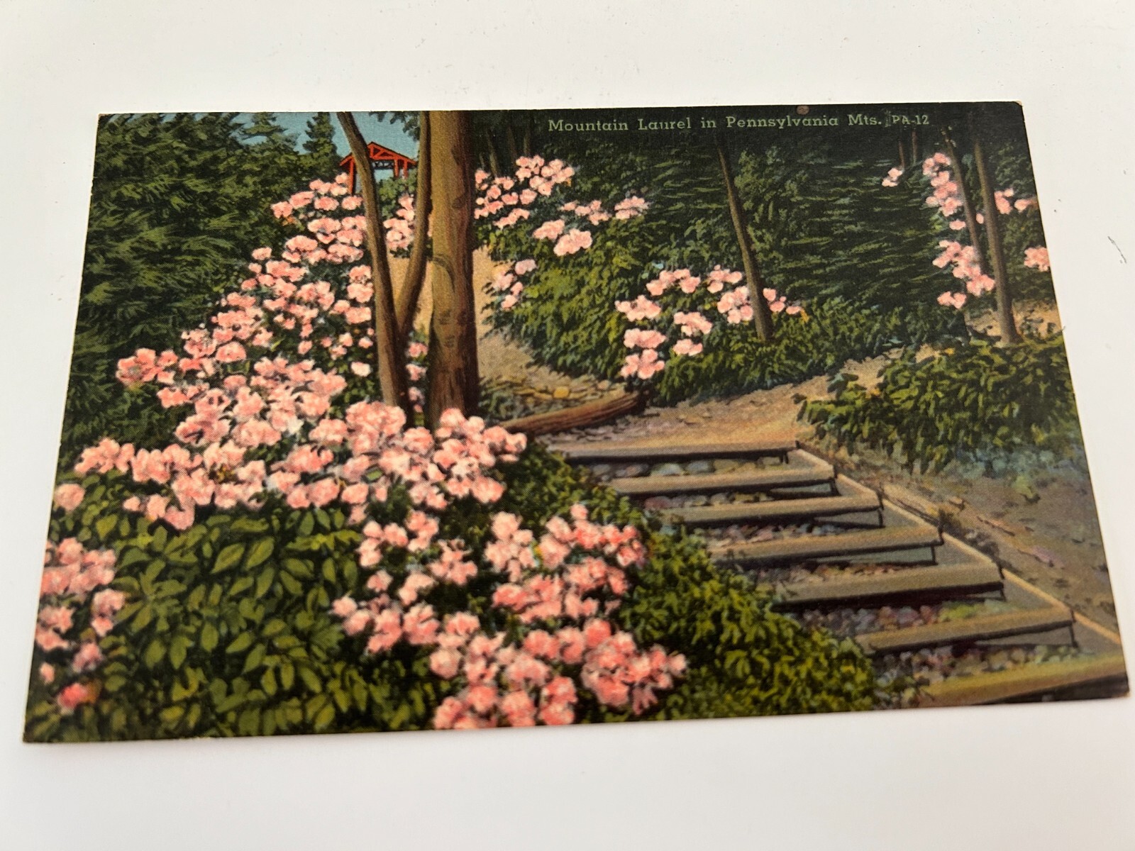 Mountain Laurel in Pennsylvania Mountains Postcard