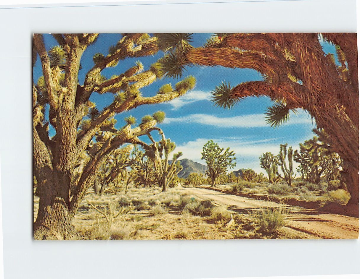 Postcard Desert Joshua Trees California USA North America