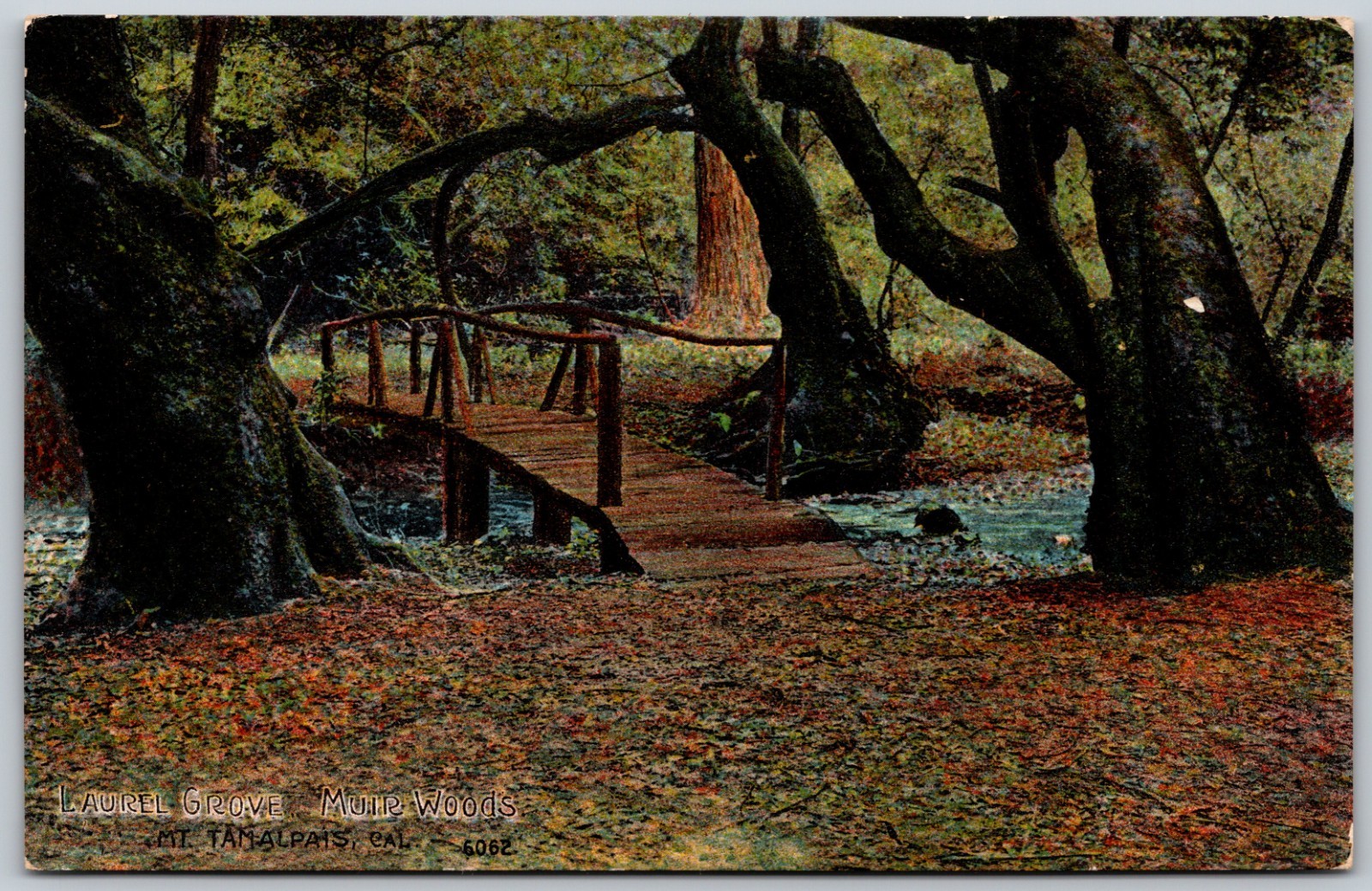 Laurel Grove Muir Woods Mt Tamalpais California VINTAGE Postcard 8814