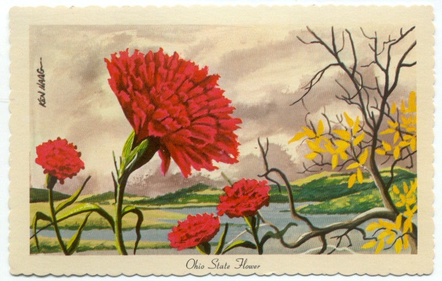 Ohio State Flower Scarlet Carnation Postcard