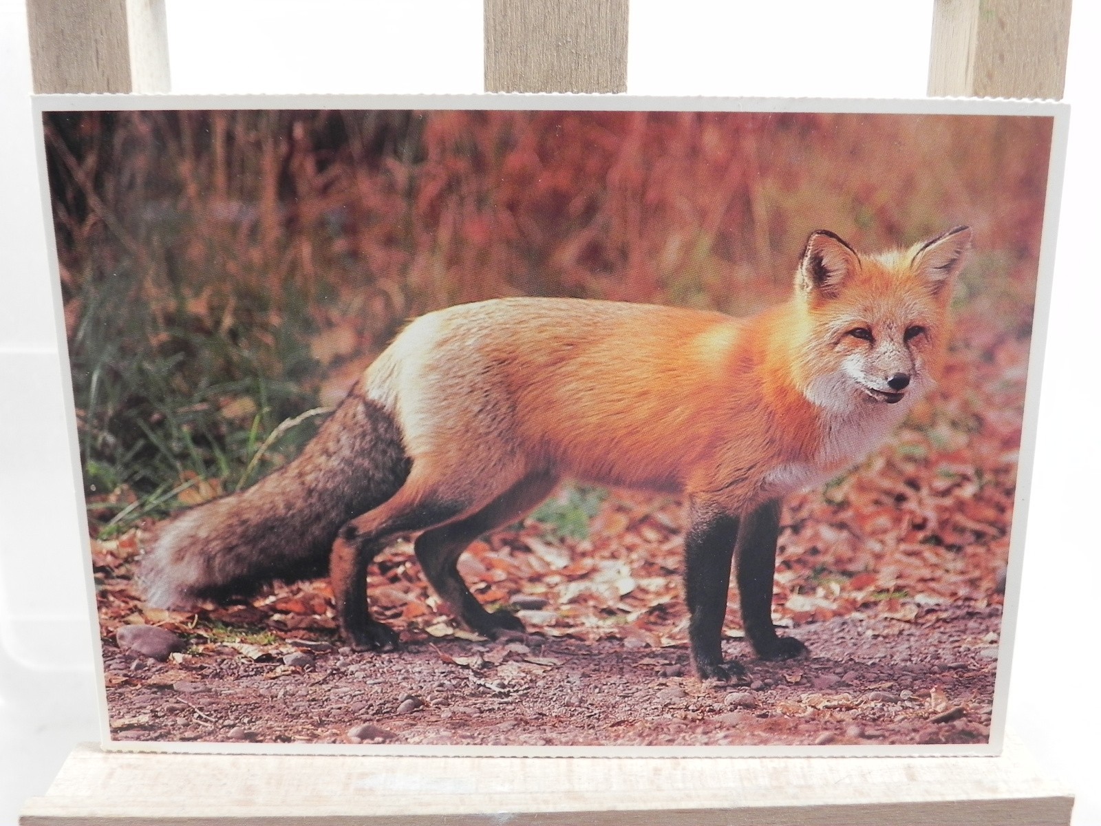 Red Fox Postcard – 1988 Impact Life-Like Photography 5.75″ x 4″
