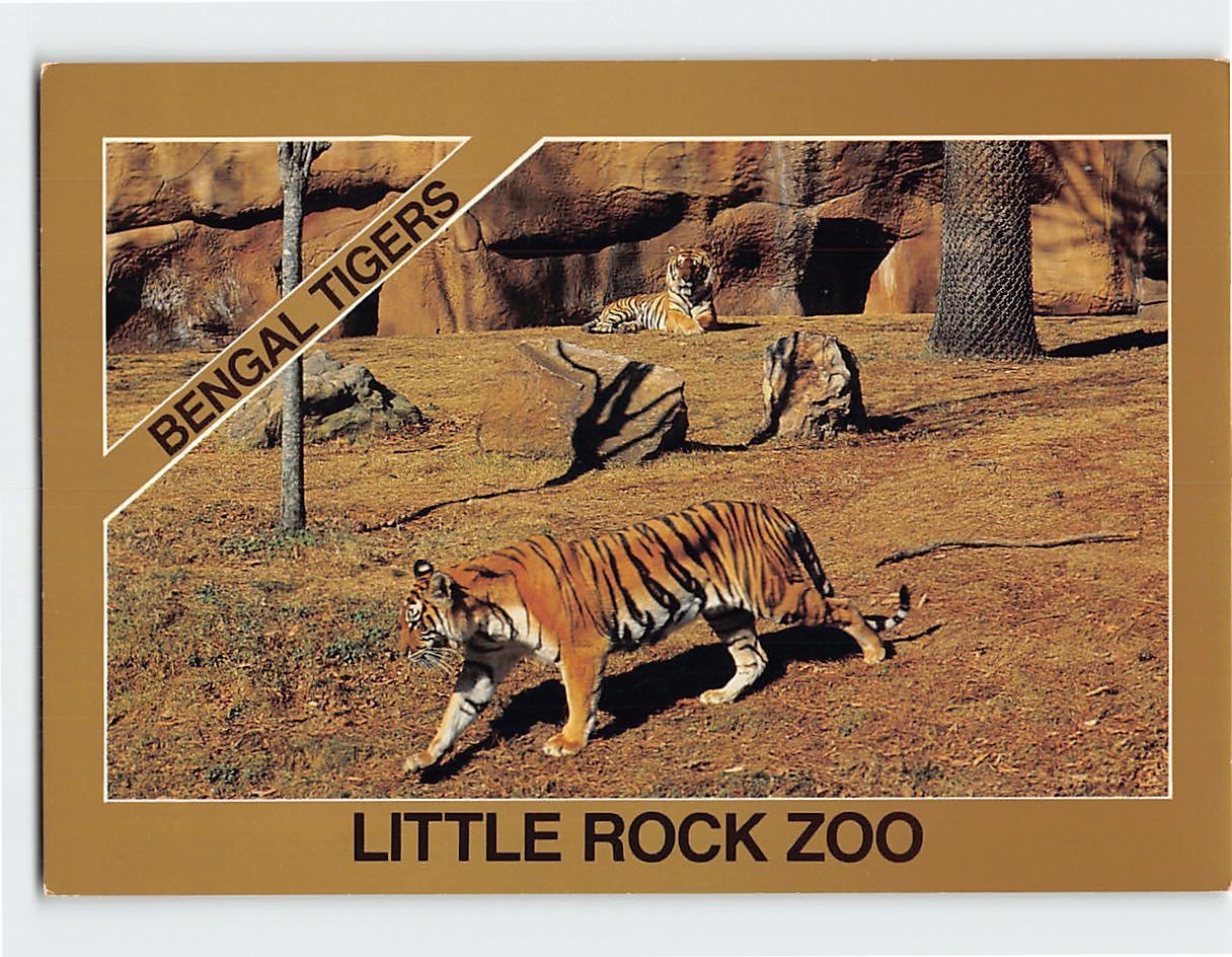 Postcard Bengal Tigers Little Rock Zoo Little Rock Arkansas USA