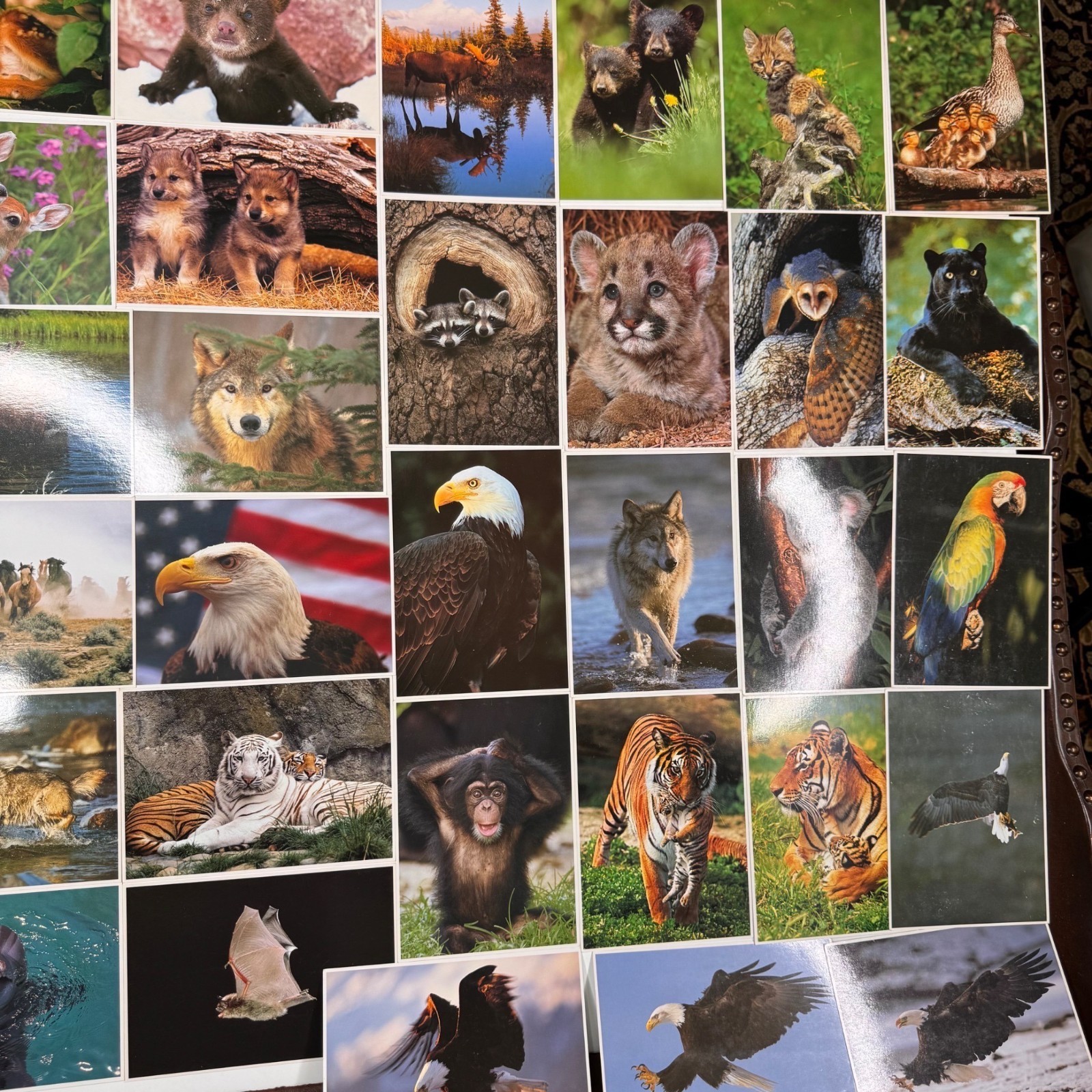 North American Wildlife Animal Photography 5×7” Postcard Vintage 1980s Lot of 10