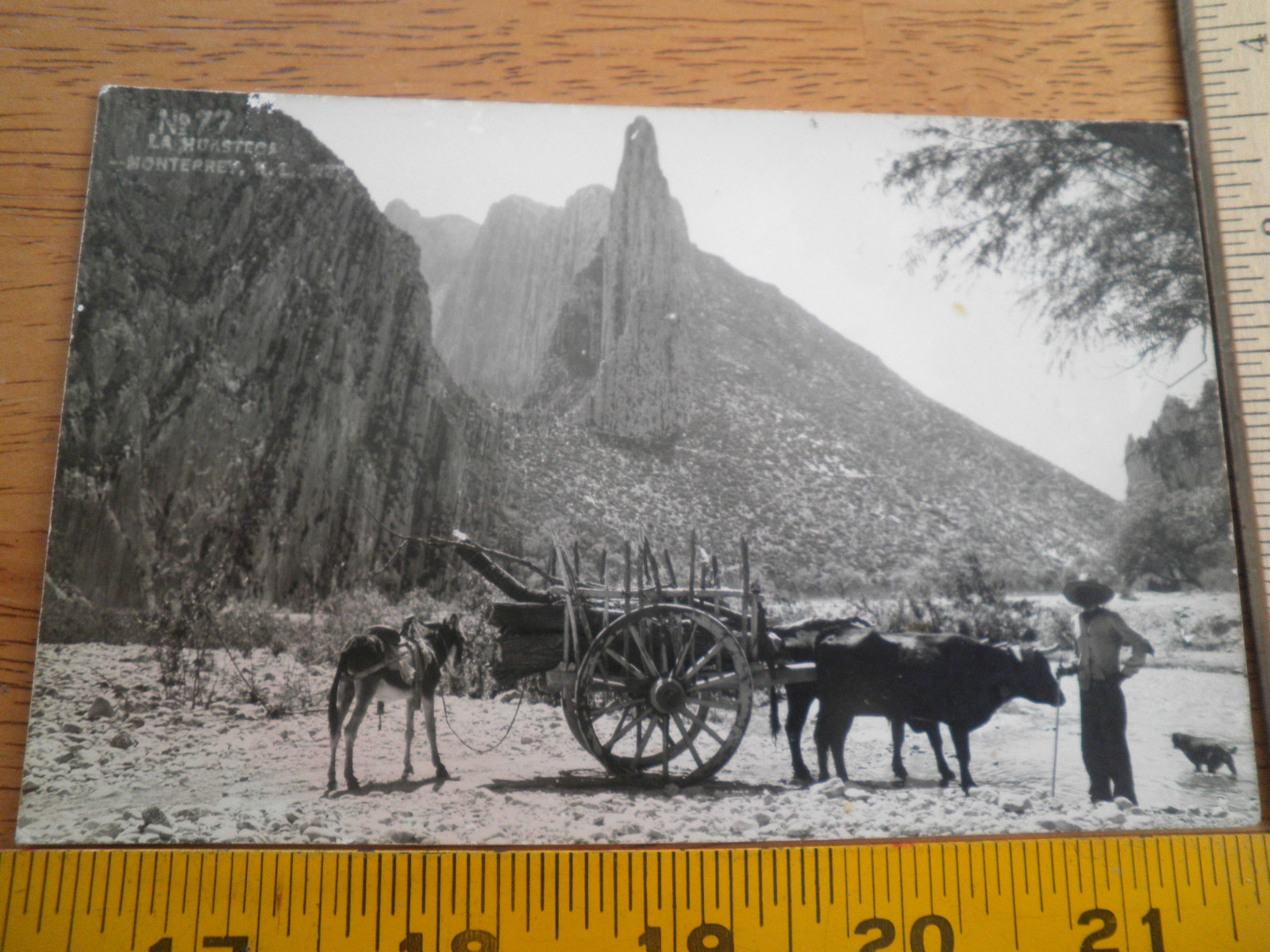 1940’s Monterey Mexico oxcart and man standing in river dog RPPC