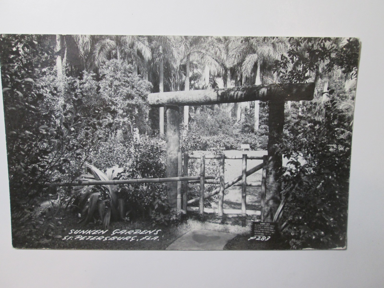 Vintage 1951 Real Photo Postcard RPPC Sunken Gardens St. Petersburg Florida