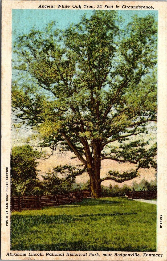 Abraham Lincoln White Oak Tree Historical Park Hodgenville KY c1940 Postcard