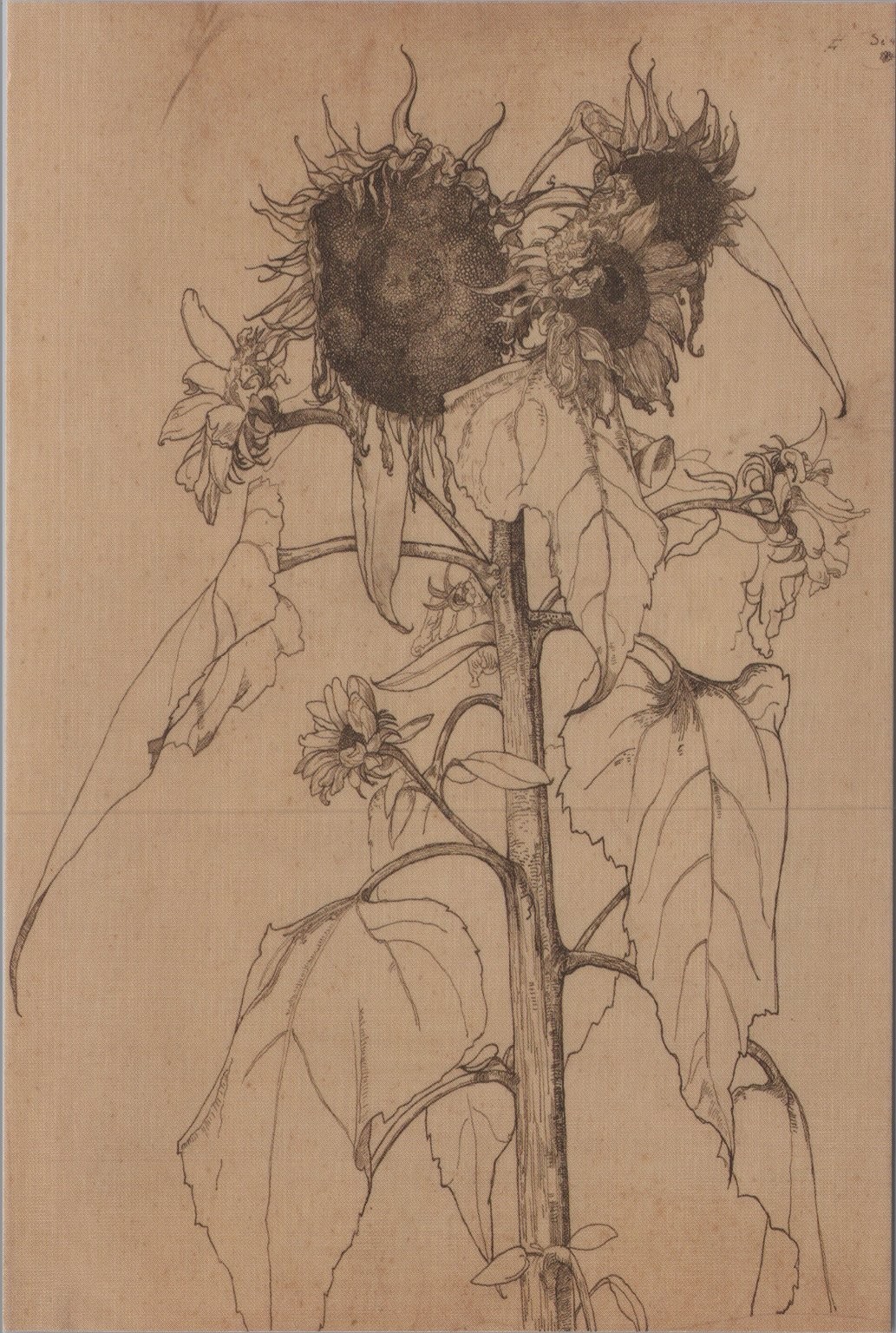 Vintage Botanical Etchin Sunflowers 6×4 Inches Image Card 4×6 Blank Back New UNP