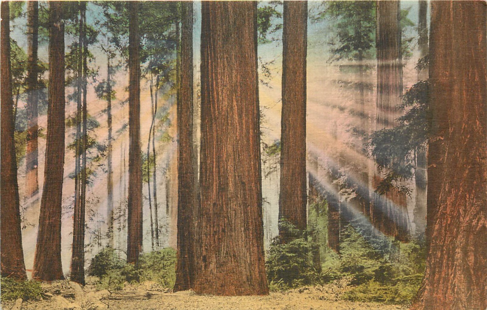Hand-Colored Postcard Sun Rays Filtering Through Redwoods, Redwood Hwy CA
