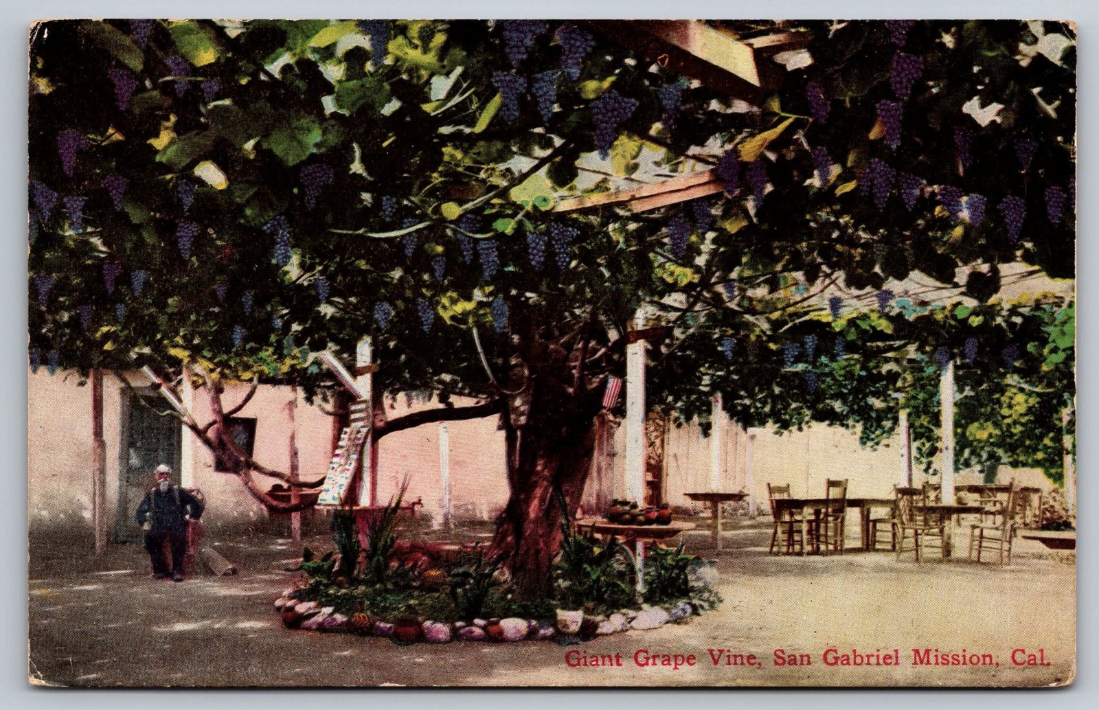 San Gabriel Mission CA Vintage Postcard Giant Grape Vine California Vineyard